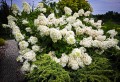 phantom-hydrangea-3