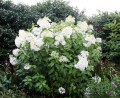 hydrangea paniculuta Phantom 1  C Joe Cochran