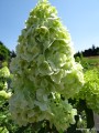 Hydrangea-paniculata-Polar-Bear-2
