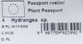 hortensja