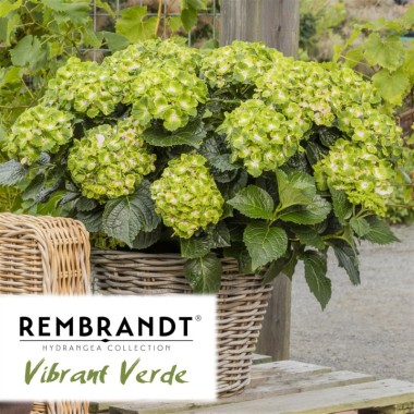 CUDOWNA HORTENSJA REMBRANDT VIBRANT VERDE RARYTAS!