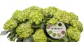 VibrantVerde-outdoor-Etikett