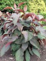 hydrangea_aspera_hot_chocolate_haopr012_hortensia