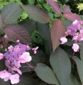 hydrangea-aspera-hot-chocolate_level_florapont-e1576750525806