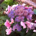 hydrangea-aspera-hot-chocolate2