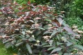 PL2000025479_card2_lg