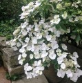 hydrangea-runaway-bride-snow-white-ushydo405-pbr-[4]-1166-dv-p