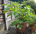 Ficus carica (2)