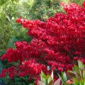 Euonymus-alatus_autumn-colour