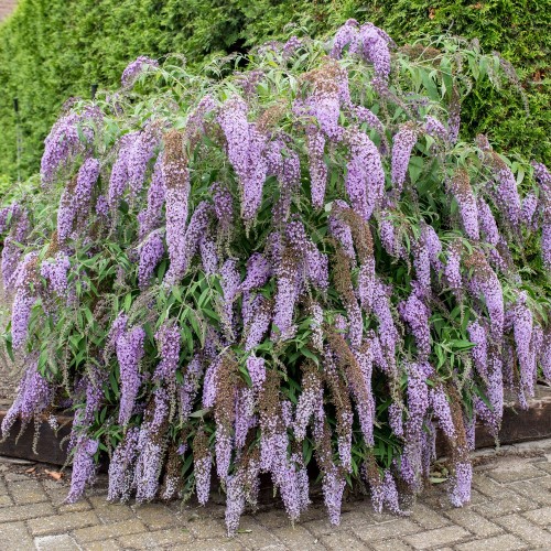 Budleja Wisteria Lane