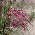 miscanthus-boucle_3 — kopia.jpg