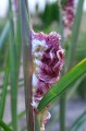 miscanthus-boucle_1.jpg