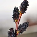 schwarze-weide-salix-gracilistyla-melanostachys.jpg