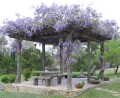 Plante-cataratoare-pentru-pergole-pergola-climbing-plants-4.jpg