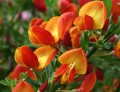 Cytisus scoparius2.jpg