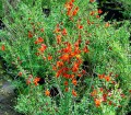 Cytisus_scoparius_Lena_02.jpg