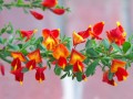 Lena Scotch Broom.jpg