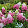 hydrangea-pan.-fraise-melba22.jpg