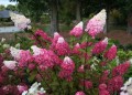Hydrangea-paniculata-Fraise-Melba_1280x1280.jpg