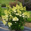 hydrangea-paniculata-fraise-melba-renba-22.jpg