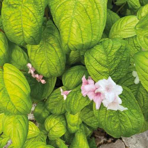 weigela_lime-monster_3620_01 carre.jpg