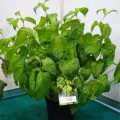 weigela-florida-lime-monster-02.jpg