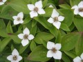 2746_0_Cornus-canadensis.jpg