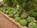 cornus-canadensis-6_720x600.jpg