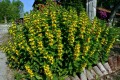 Lysimachia_punctata_habit1er_1600894775.jpg