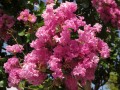 Lagerstroemia_indica_(7825619620).jpg
