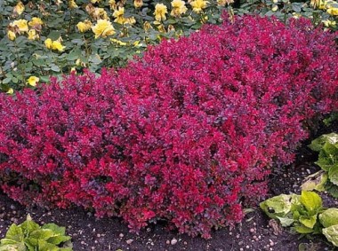 PURPUROWA KULISTA MINIATURA - BERBERYS BAGATELLE