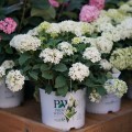 Hydrangea Invincibelle Limetta 6_1080_1080_60.jpg