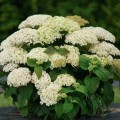 hydrangea-invincibelle-limetta-6.jpg