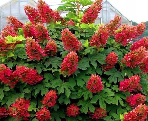 HORT DĘBOLISTNA.jpg