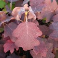 hydrangea-quercifolia-burgundy-[3]-124-p.jpg
