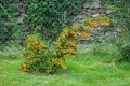 pyracantha%20soleil%20dor02_zpshgv3af3o.JPG