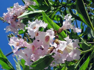 CHITALPA SUMMER BELLS - RARYTAS DLA KOLEKCJONERÓW