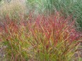 5277-panicum-virgatum-rehbraun-vingergras.jpg