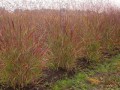 panicum.virgatum.shenandoah.2.jpg