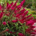 buddleia-prince-charming-p5508-42095_image.jpg