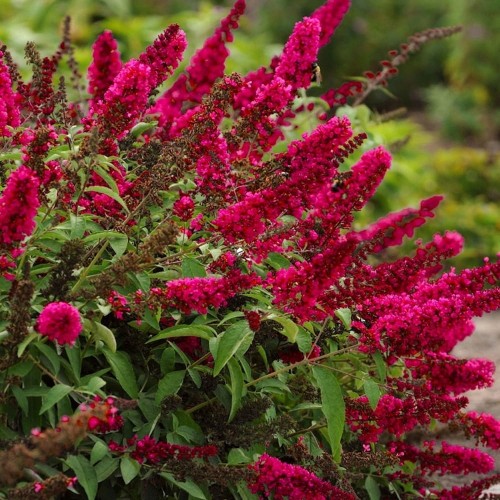 buddleia-prince-charming-p5508-42095_image.jpg