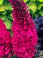 BUPC_2_Buddleia_Prince_Charming3_wg.1544045112.jpg