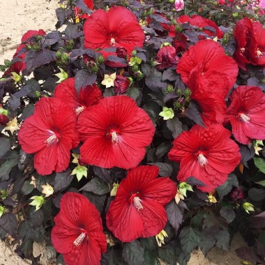 CUDOWNY CZERWONY HIBISKUS HOLY GRAIL CZARNE LIŚCIE
