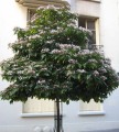 Clerodendrum trichotomum var fargesii.jpg
