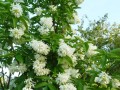 Staphylea colchica-5.jpg