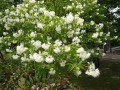 Staphylea colchica-2.jpg