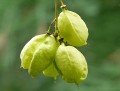 Staphylea colchica-6.jpg