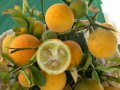 Poncirus-trifoliata2-3.jpg