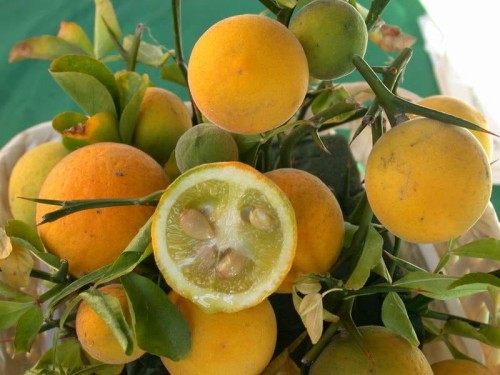 Poncirus-trifoliata2-3.jpg