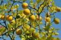 poncirus_trifoliata-1.jpg